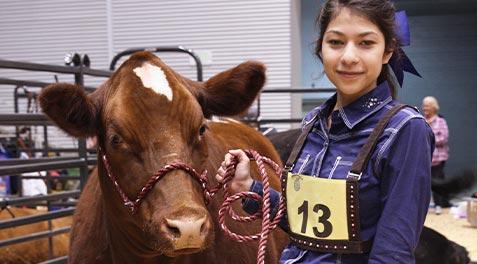 A student posing with her cow in the judges ring